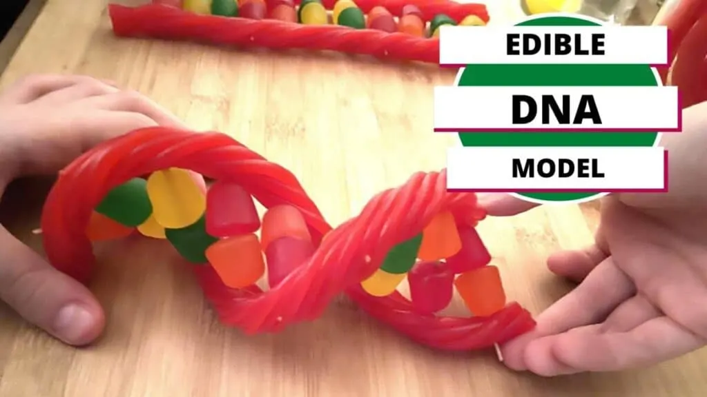 edible DNA model